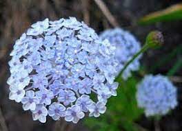 Lace Flower Didiscus Didiscus Summer Blooming Flowers Flower Garden Flower Farm