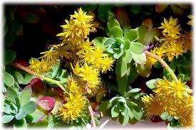 Di piante grasse da interni ce ne sono veramente tante ma tutte le soluzioni per pianta con fiori gialli a grappolo per cruciverba e parole crociate. Come Identificare Una Echeveria Fuoridivaso