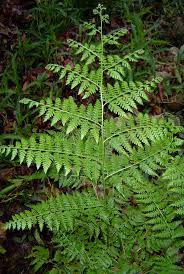 Image result for Microlepia speluncae