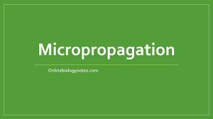 Animal cell culture techniques biology discussion. Micropropagation Stages Types Applications And Limitations Online Biology Notes
