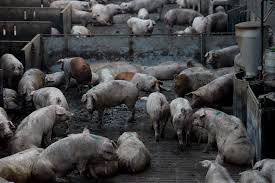 Resultat d'imatges de purin cerdo