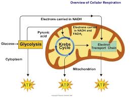 Animal cell cellular respiration diagram. Cellular Respiration Unweaving The Rainbow
