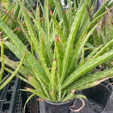 Image result for Aloe veseyi
