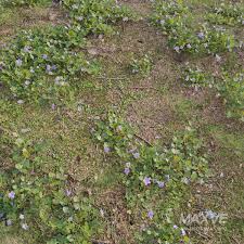 Image result for Torenia crustacea