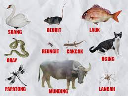 Maybe you would like to learn more about one of these? 5200 Koleksi Gambar Hewan Lucu Bahasa Sunda Gratis Terbaru Gambar Hewan
