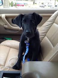 The cream one will grow to be about two to thr…. Great Dane And Labrador Retriever Mix Dog