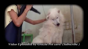  2 Grooming A Samoyed Bobo Grazia Pet Care Salon Anjing Anjing
