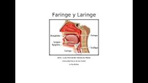 Las paredes musculares de la faringe están formadas mayoritariamente por los tres constrictores de la faringe comentados anteriormente (v. Laringe Y Faringe Youtube