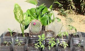 Includes actual photos of how each of these houseplants are doing growing in a water environment including root growth and how fast they grow. Dieffenbachia Propagation 2 Methods For Success Epic Gardening
