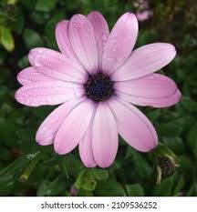 Purple Flower Raindrops Macro Shooting Dew Stock Photo 2584246601
