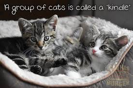 They are all either princes or princesses as they are so a group of cats could be called in more modern terms trouble brewing or inevitable flying fur situation. Can T Spell Facts Without Cats 25 Cat Facts I Can Has Cheezburger