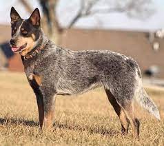Australian Cattle Dog Vs Blue Heeler What S The Difference Cattle Dog World