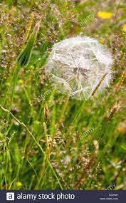 Seed Head Of Goat S Beard Tragopogon Pratensis Daisy Family Stock Photo Goats Beard Family Stock Photo Stock Photos