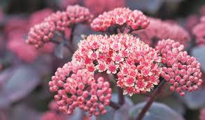 Maybe you would like to learn more about one of these? Top 10 Plants With Purple Leaves The English Garden