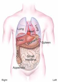 Inside your gall bladder is bile, a. What Organs Are On The Upper Left Side Quora