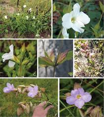 Image result for Barleria mackenii