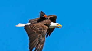 Bald eagle lifespan bald eagles can live up to 20 to 30 years. A Blackbird Hopped On The Back Of A Bald Eagle But It Turns Out That It Wasn T A Joyride Cnn