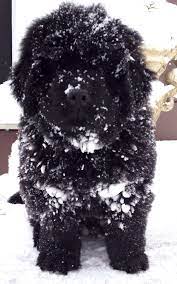 Pin By Bla On Animals Newfoundland Puppies Newfoundland Dog Puppy Cute Dogs