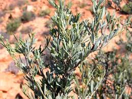 Image result for Montinia