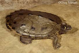 False Map Turtle State Of Tennessee Wildlife Resources Agency