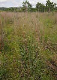 Image result for Arundinella