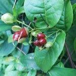 Image result for Tetracera alnifolia