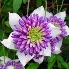 When climbing plants need support, what kind is best? Clematis Florida Vienetta Summer Flowering Clematis Clematis Plants Climbers And Vines Garden Plants Clematis Plants Clematis Flower Trellis