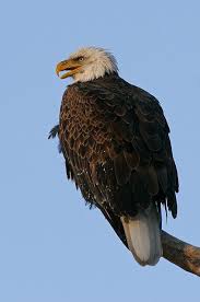 Irish Birds Of Prey Pictures Mg 9093 C Mid Bald Eagle Bird Island Birds Of Prey