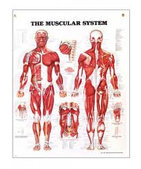 The Muscular System Anatomical Chart