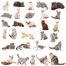 Side View Of Chartreux Cat Standing Isolated On White By Fcg Via Shutterstock Cat Stands Chartreux Cat Cats