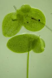 Image result for Lemna