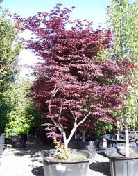 We did not find results for: Acer Palmatum Emperor 1 Moon Nurseries