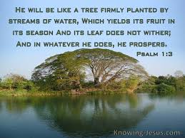 Maybe you would like to learn more about one of these? 56 Bible Verses About Trees