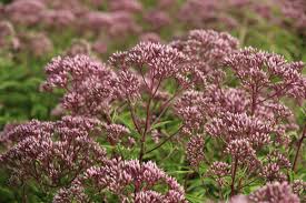 They're native to argentina and will bloom from spring to fall in zones 9 through 11. 10 Perennials For Late Summer And Fall Color Costa Farms