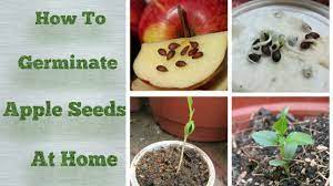 Apple Seeds Germination At Home Step By Step Easy Process Youtube Apple Tree From Seed Apple Plant Growing Fruit Trees