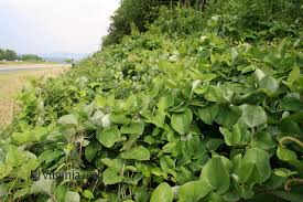 Image result for Barleria rotundifolia