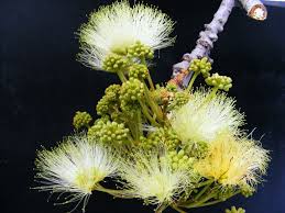 Image result for Eriosema lebrunii