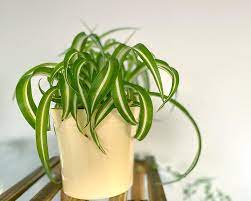 Join me today as i share tips on how to take care of a variegated bonnie spider plant. Common Spider Plant Varieties With Pictures My Little Jungle