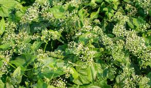 Image result for Grewia micrantha