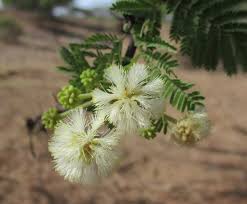 Image result for Acacia pilispina