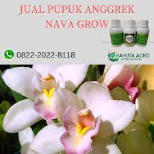 Cepat Berbunga Hp Wa 082 220 228 118 Agen Pupuk Untuk Anggrek Yang Bagus Kepulauan Meranti Anggrek Bunga