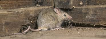 You can use natural products, sonic products or traps as well as pesticides to rid yourself of the infestation. Mice Control And Mice Exterminator Ehrlich Pest Control
