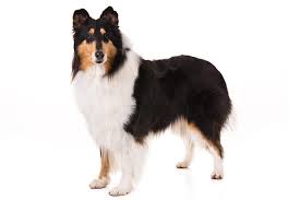 Collie Dog Breed Information