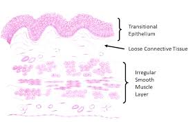 That is they are wide in the middle and narrow to almost a point at both ends. Smooth Muscle Histology Labeled Diagram Pangburn S Posts The Important Thing In Science Is Not So Much To Obtain New Facts As To Discover New Ways Of Thinking About Them Page