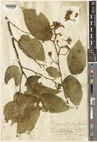 Image result for Grewia glandulosa