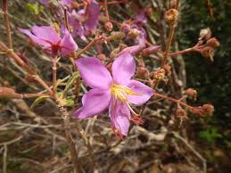 Image result for Dissotis