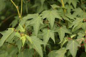 Picture And Description Of Acer Pectinatum Ssp Forrestii Plant Leaves Acer Plants