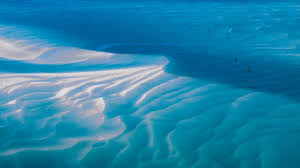 Image result for Trianthema mozambiquense