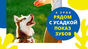 komanda aport prinesi kak nauchit sobaku prinosit palku ili igrushku igra s sobakoj urok 9 youtube