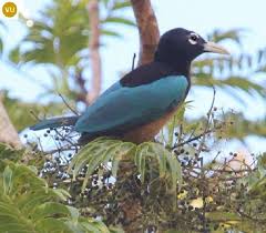 Papua New Guinea Blue Bird Of Paradise Pin En Paradisaeidae Birds Of Paradise Họ Chim Thien đường